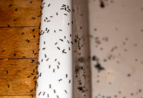 Reliable Bakersfield, CA Pest Control Solutions