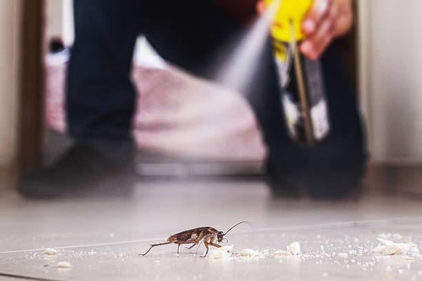 Best Rodent Control Near Me  in Bakersfield, CA